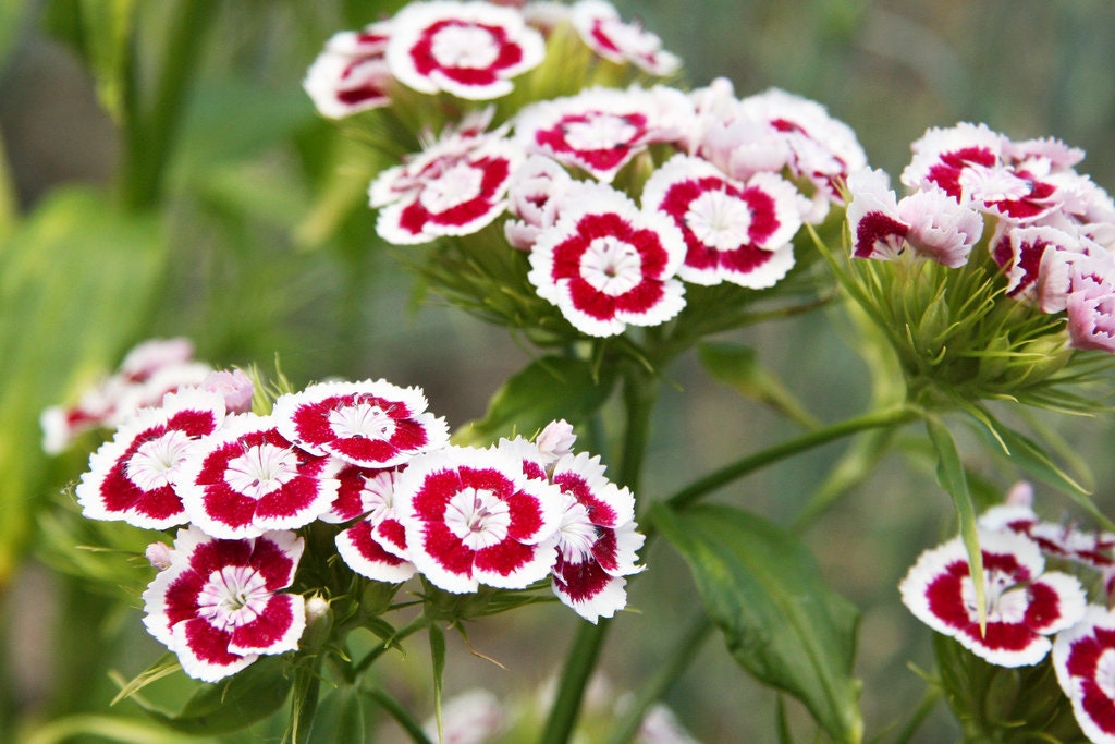 50 semillas de flores de clavel rojo y blanco HOLBORN GLORY DIANTHUS Barbatus