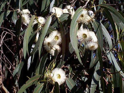 25 semillas de flores de eucalipto globulus (ÁRBOL DE LÁMINA AZUL DE TASMANIA)