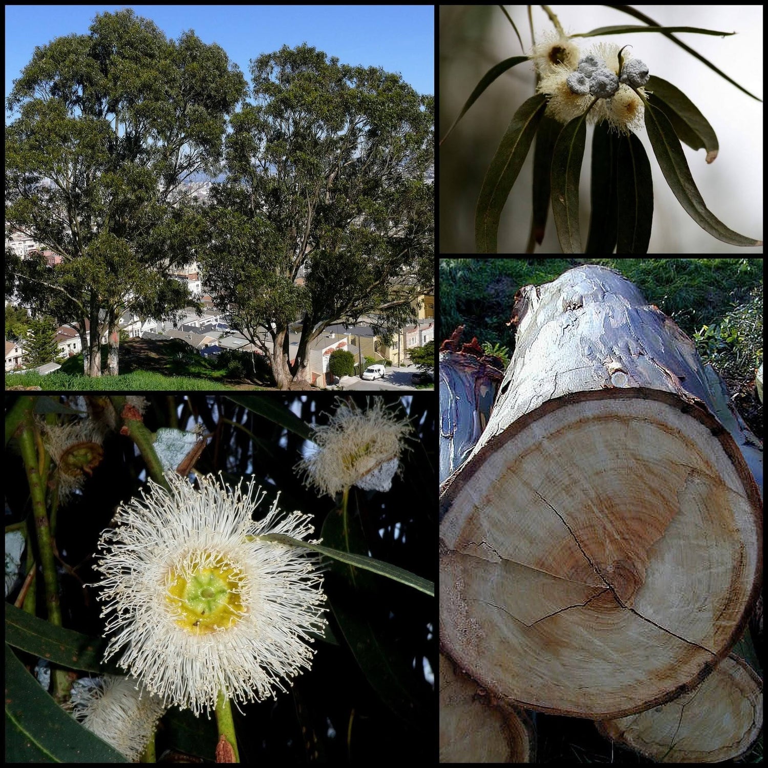 25 semillas de flores de eucalipto globulus (ÁRBOL DE LÁMINA AZUL DE TASMANIA)