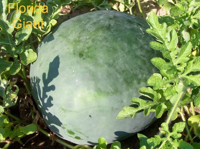 50 semillas de sandía gigante de Florida Cannon Ball Black Diamond Citrullus
