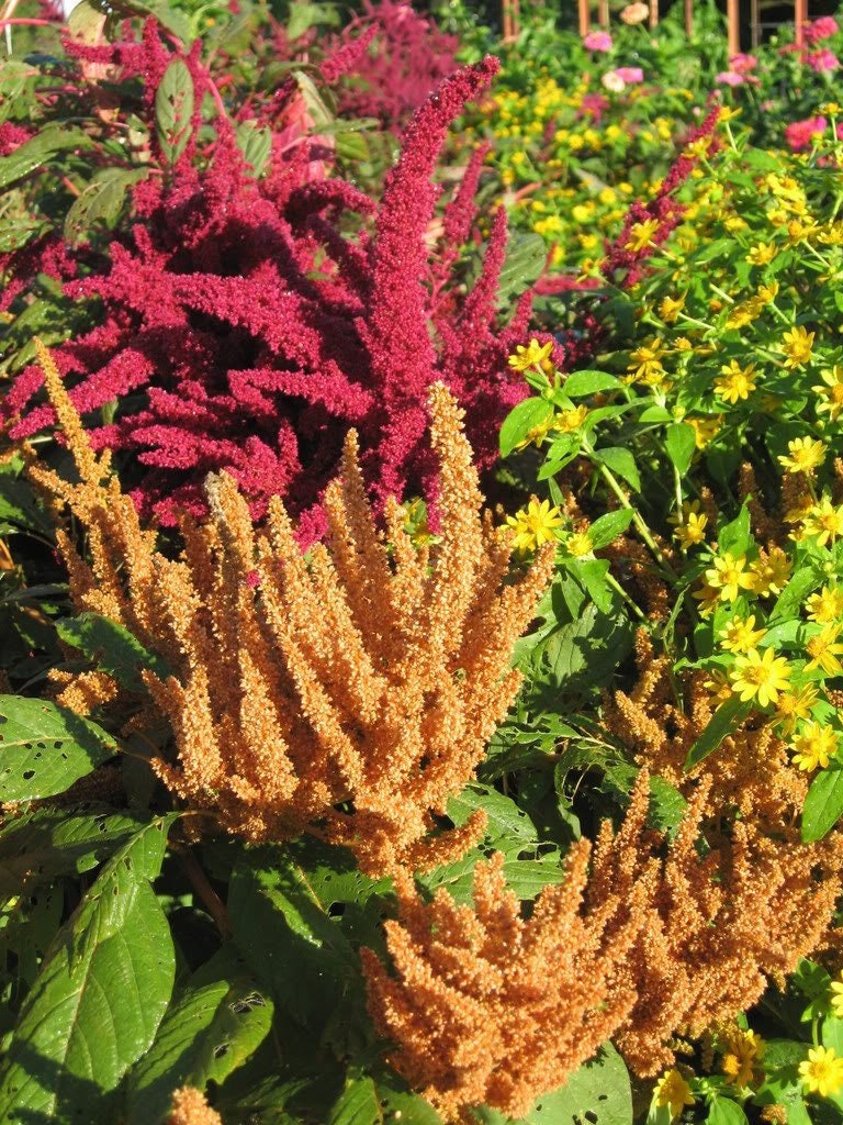 100 Pastel AUTUMNS TOUCH AMARANTHUS Cruentus Bronze Coral Apricot Flower Seeds