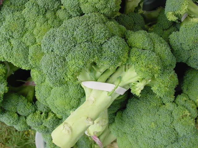 1000 CALABRESE BROCCOLI ITALIAN Green Sprouting Vegetable Brassica Seeds