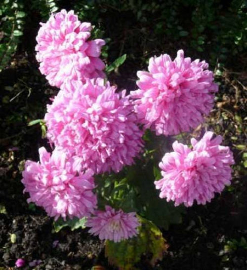 30 semillas de flores de peonía francesa Callistephus (Aster peonía de coral duquesa)