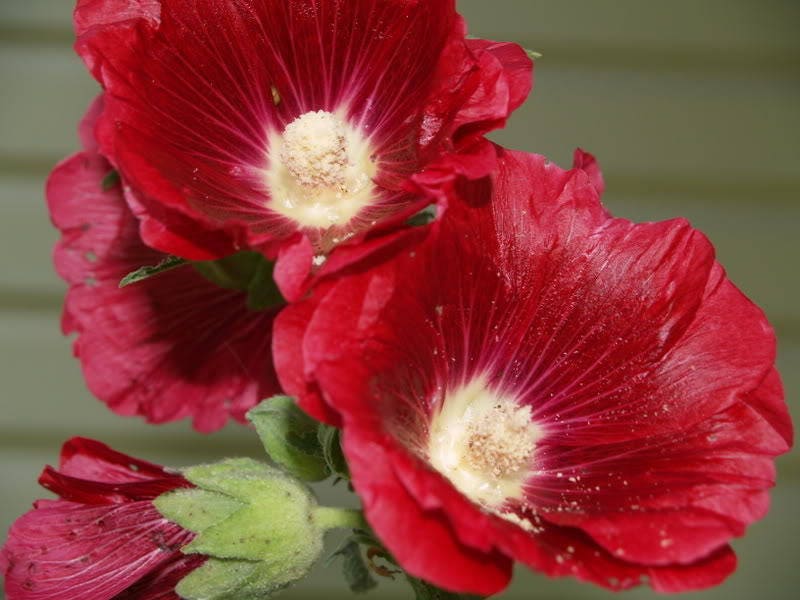 25 semillas de flores de malvarrosa roja granate Alcea Rosea perenne