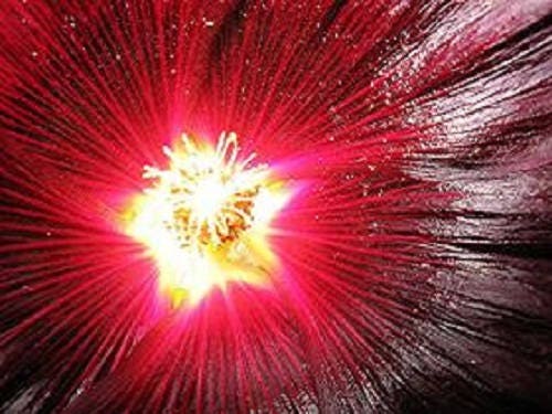 25 semillas de flores de malvarrosa roja granate Alcea Rosea perenne