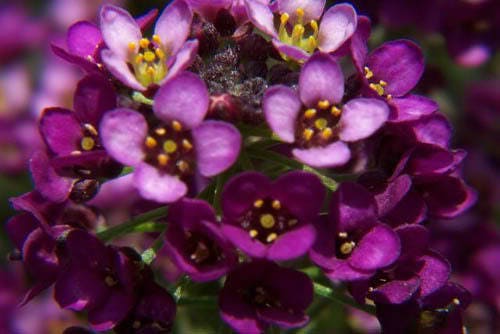 100 semillas de flor de lobularia marítima de color púrpura brillante de ALYSSUM EASTER BONNET