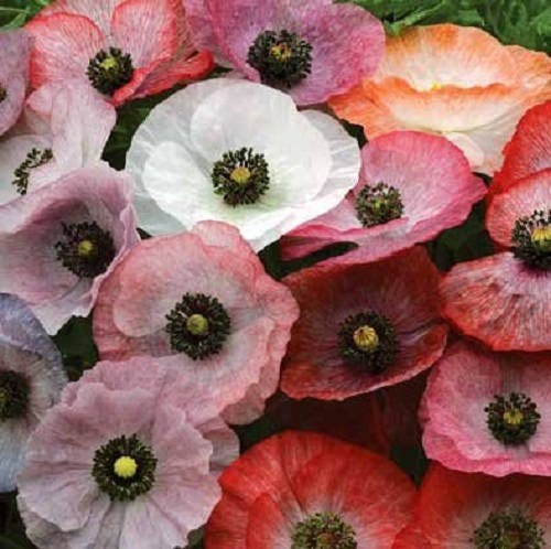 100 MOTHER Of PEARL POPPY Mix Papaver Rhoeas Shirley Flower Seeds Mixed Colors