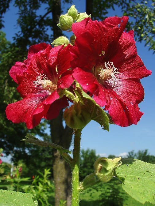 25 semillas de flores de malvarrosa roja oscura Alcea Rosea Perenne