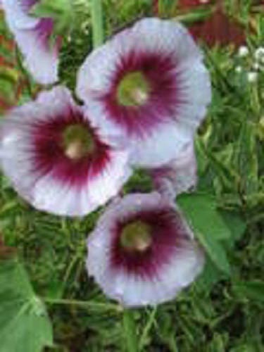 25 semillas de flores de malvarrosa lavanda y morada (Alcea Rosea)