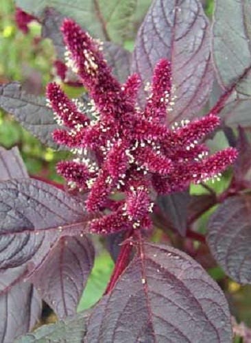 250 semillas de hierba de flor roja púrpura de PRINCES FEATHER AMARANTHUS Cruentus Oeschberg