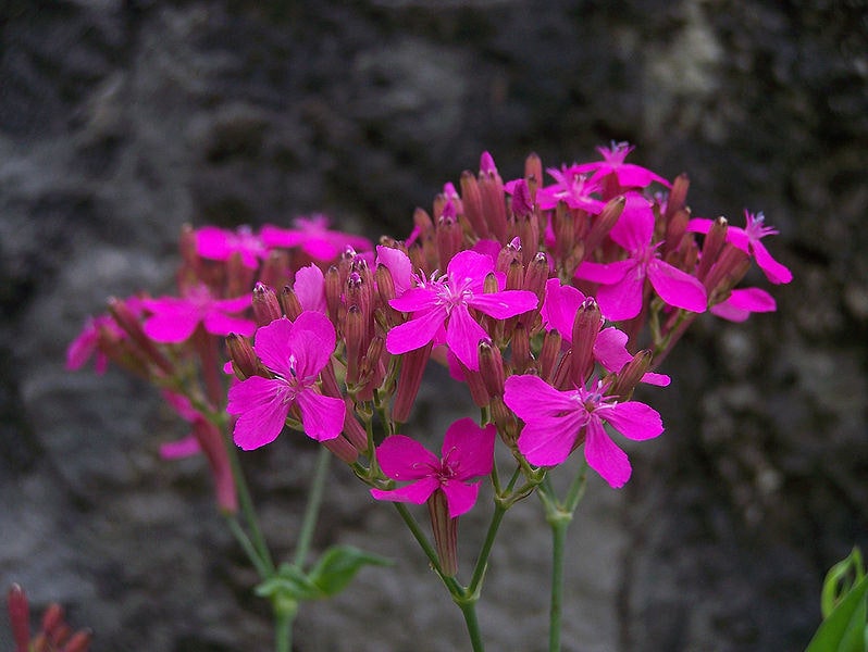 1000 TALL CATCHFLY (Campion / None So Pretty) Silene Armeria Pink Flower Seeds