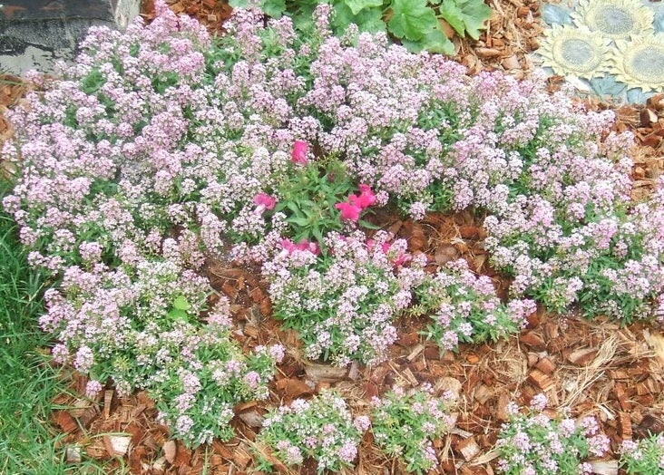 1000 Pink ALYSSUM ROSIE O DAY Lobularia Maritima Flower Seeds