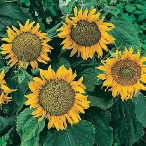 25 semillas de flores de girasol enano Helianthus annuus