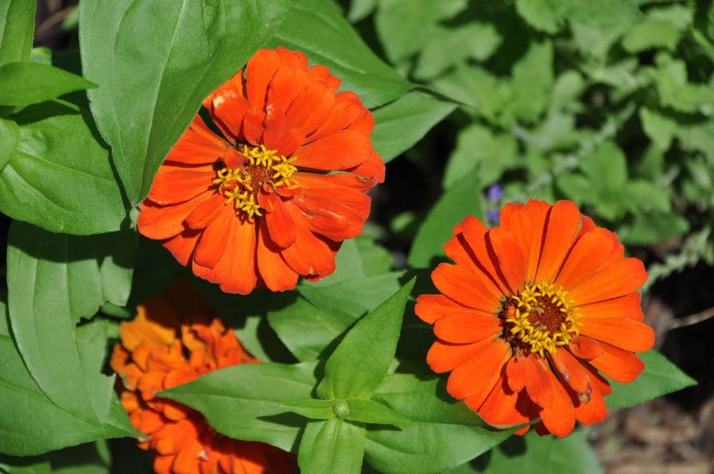 250 semillas de flores de ZINNIA Elegans (Zinnia de hoja estrecha / Zinnia rastrera) clásica naranja