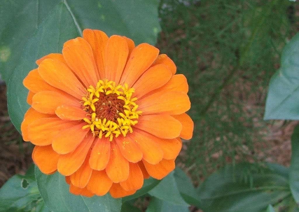 250 semillas de flores de ZINNIA Elegans (Zinnia de hoja estrecha / Zinnia rastrera) clásica naranja