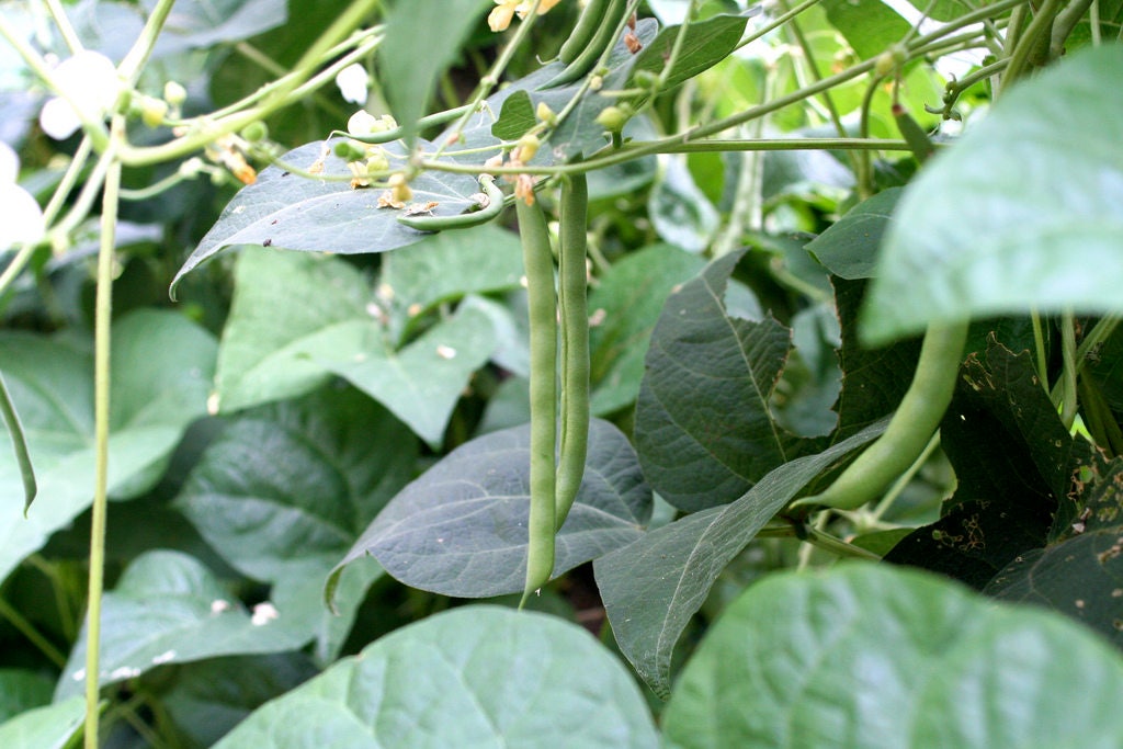 50 KENTUCKY WONDER Semillas de frijol de enrame Phaseolus Vulgaris