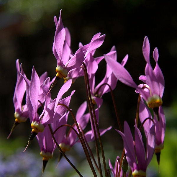 25 semillas de flor de Dodecatheon Meadia de MIDLAND SHOOTING STAR (Flor de flamenco / Pico de pájaro / Puntero de pradera)