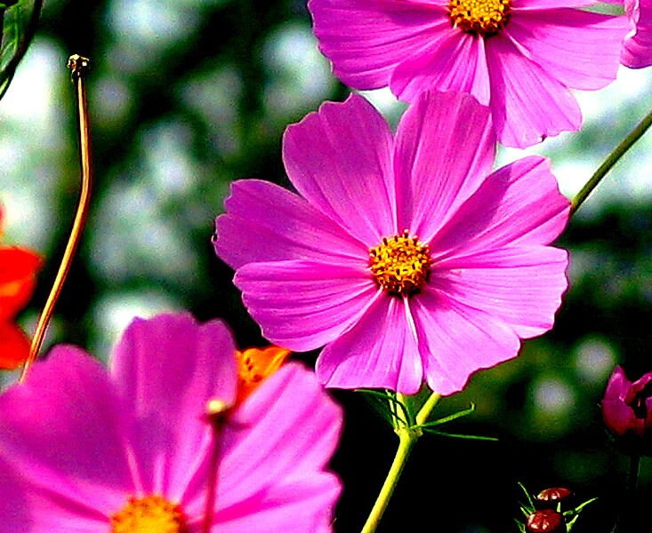 200 semillas de flores altas de cosmos rosa bipinnatus