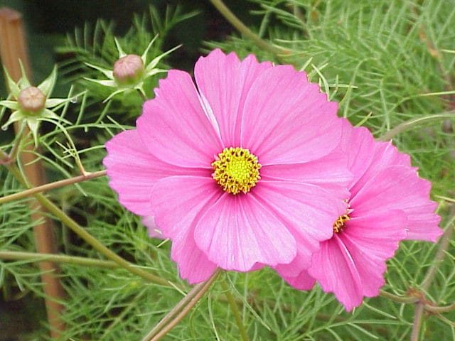 200 semillas de flores altas de cosmos rosa bipinnatus
