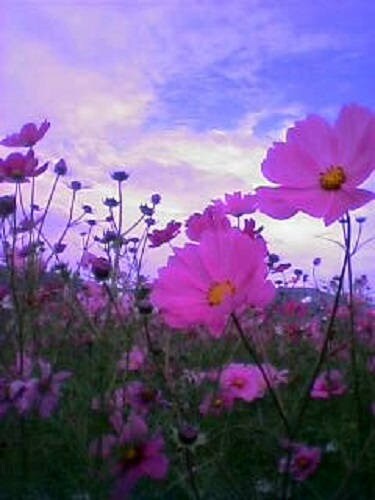 200 semillas de flores altas de cosmos rosa bipinnatus