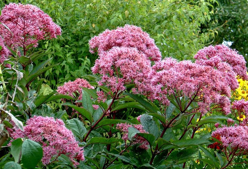 50 Mixed Colors JOE PYE WEED Eupatorium Maculatum Flower Seeds
