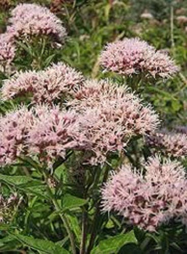 50 Mixed Colors JOE PYE WEED Eupatorium Maculatum Flower Seeds