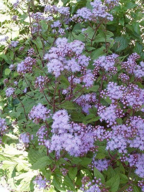 50 Mixed Colors JOE PYE WEED Eupatorium Maculatum Flower Seeds