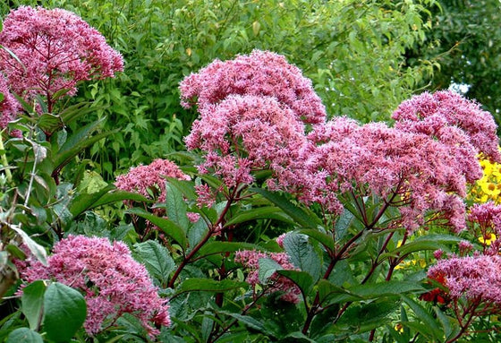 50 semillas de flores de Eupatorium maculatum (hierba rosa Joe Pye)