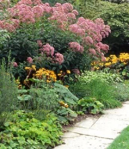 50 Pink JOE PYE WEED Eupatorium Maculatum Flower Seeds