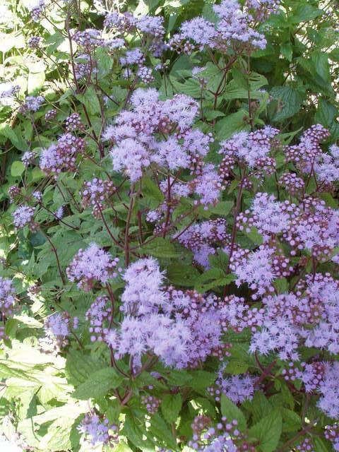 100 semillas de flor azul de Eupatorium coelestinum (ageratum resistente o silvestre)