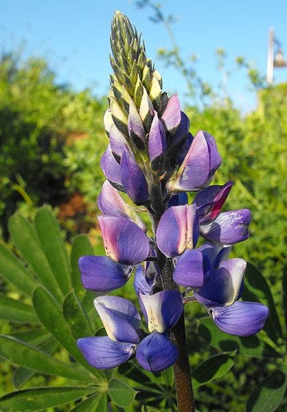 100 ARROYO LUPINE (Hollowleaf Lupine / Succulent Lupine) Lupinus Succulentus Flower Seeds