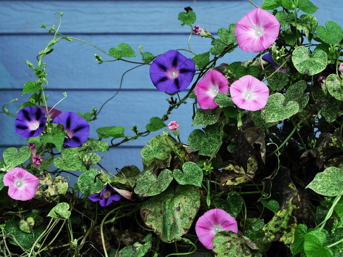 50 semillas de flores de vid de gloria de la mañana de colores mixtos Ipomoea purpurea