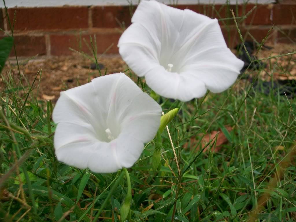 50 semillas de flores de vid de gloria de la mañana de colores mixtos Ipomoea purpurea