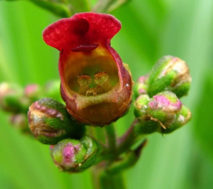 1000 EASTERN FIGWORT (Late Figwort / Carpenters Square) Scrophularia Marilandica Flower Seeds