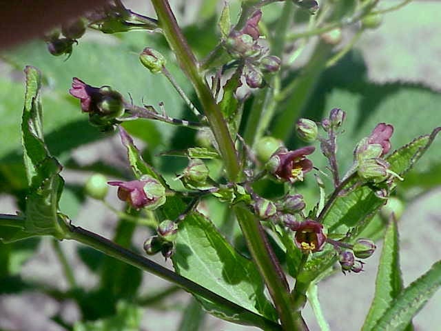 1000 EASTERN FIGWORT (Late Figwort / Carpenters Square) Scrophularia Marilandica Flower Seeds