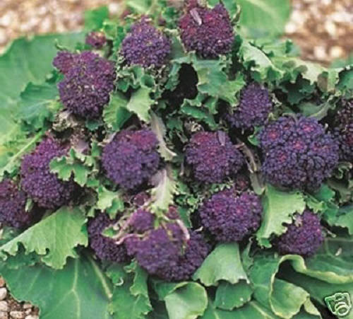 200 semillas de brócoli morado de Brassica oleracea