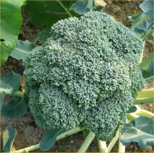 1000 WALTHAM 29 BROCCOLI Brassica Oleracea Vegetable Seeds