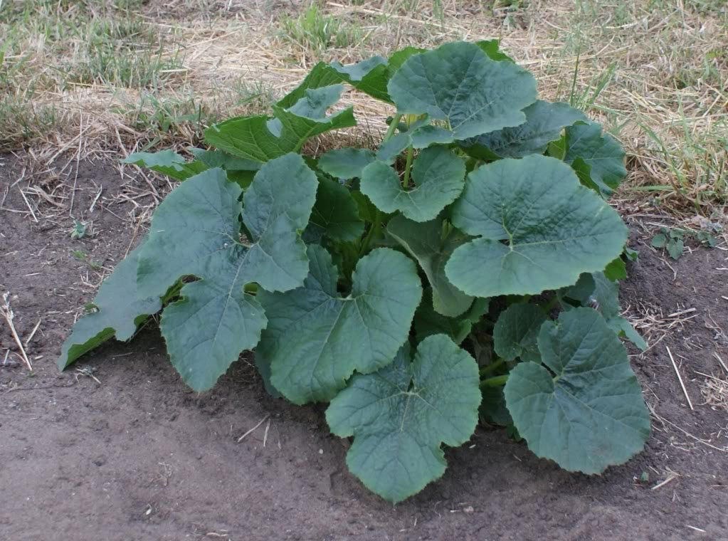 50 VEGETABLE SPAGHETTI SQUASH Winter Cucurbita Pepo Seeds