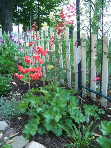 100 HEUCHERA FIREFLY Coral Bells Heuchera Sanguinea Red Flower Shade Seeds