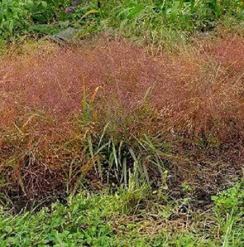 100 semillas de hierba del amor de seda rubí (Eragrostis Tef), hierba del amor ornamental