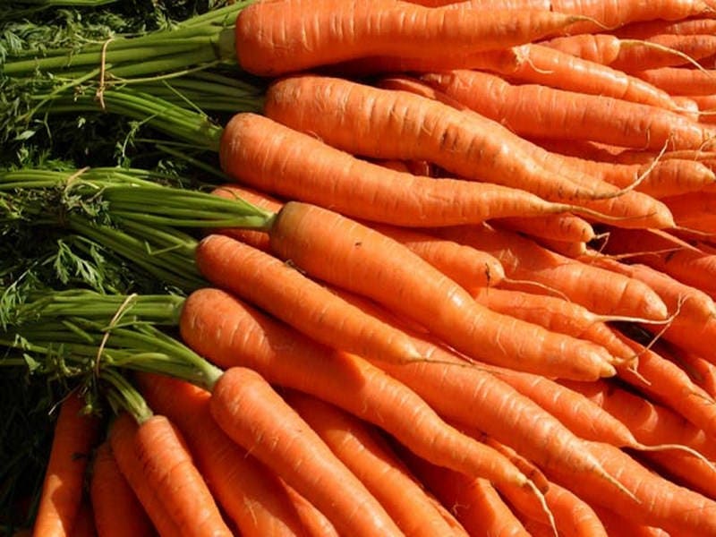 1500 IMPERATOR 58 CARROT Daucus Carota Seeds