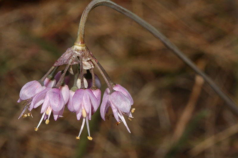 250 ALLIUM NODDING CEBOLLA Allium Cernuum Semillas de flores