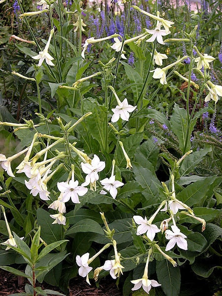 200 JASMINE AZTEC NICOTIANA (Ornamental Flowering Tobacco) Nicotiana Alata Flower Seeds
