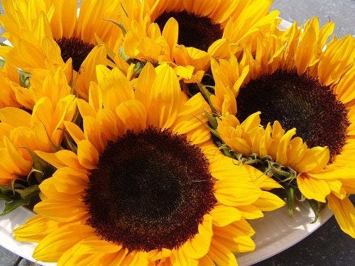 25 semillas de flores de girasol Helianthus annuus de color ébano y dorado