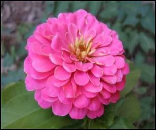 250 semillas de flores de ZINNIA ROSA LUMINOSA Elegans