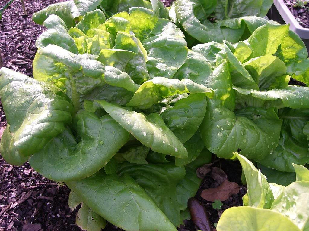3000 Semillas de lechuga de hoja crujiente de mantequilla Lactuca Sativa