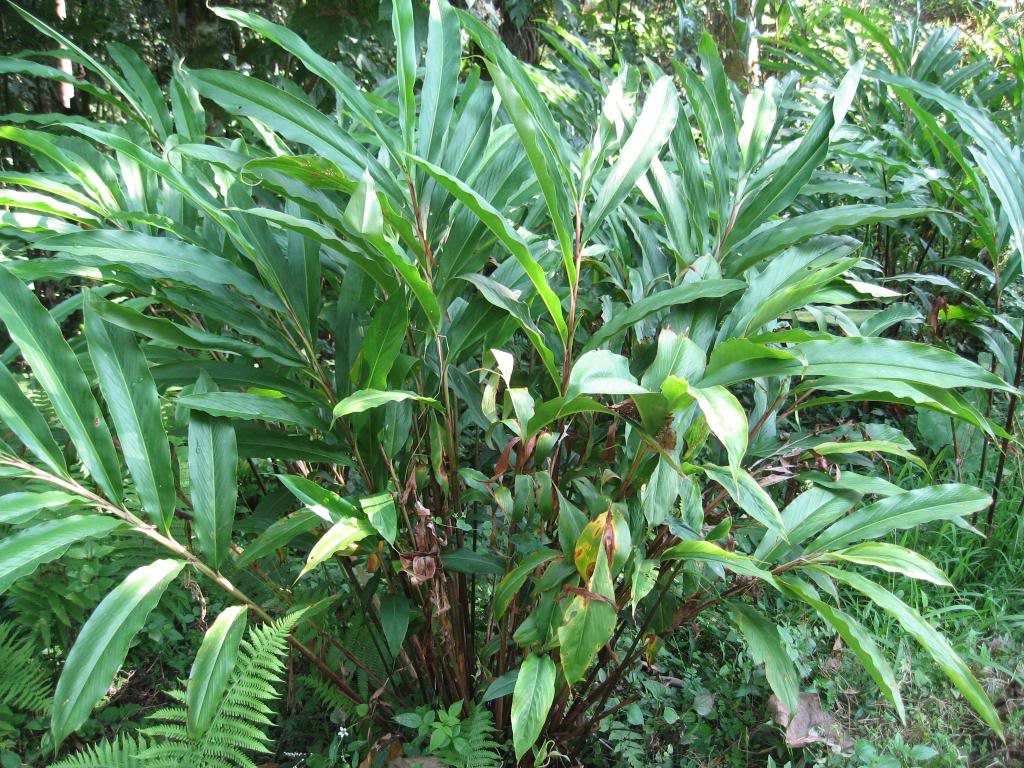 5 CARDAMON CARDAMOMO Elettaria Cardamomum HIERBA Flor Arbusto Árbol Semillas