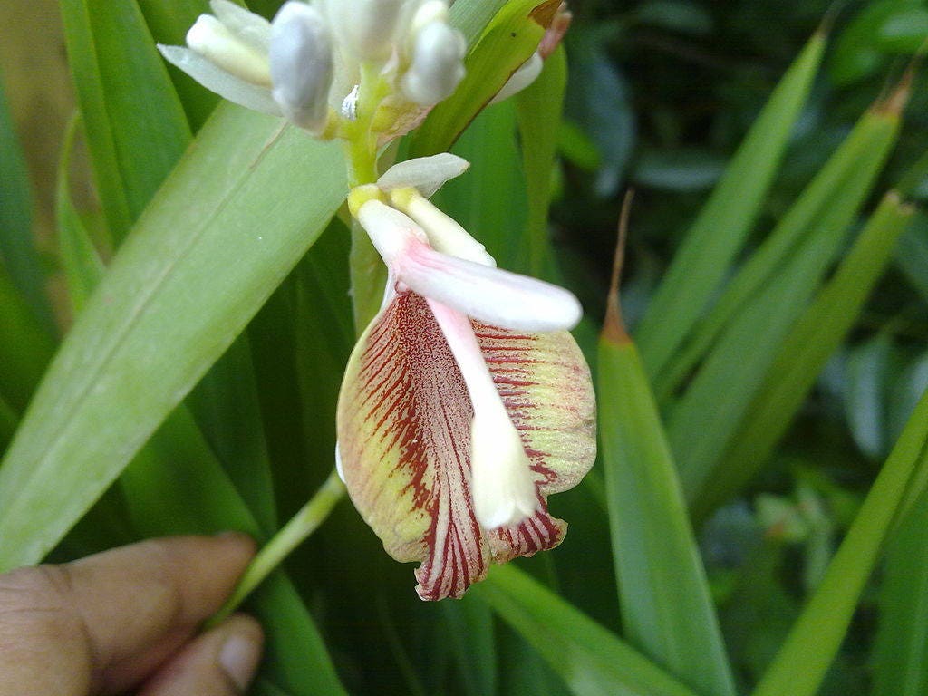 5 CARDAMON CARDAMOMO Elettaria Cardamomum HIERBA Flor Arbusto Árbol Semillas