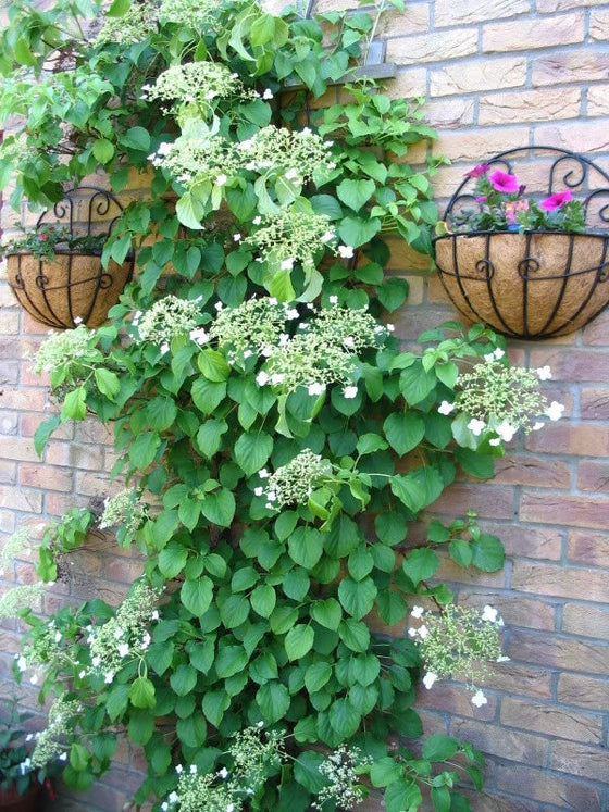 50 semillas de hortensia trepadora Anomala Petiolaris