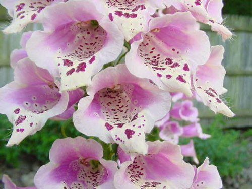 1000 DWARF FOXY MIX FOXGLOVE Digitalis Purpurea Flower Seeds
